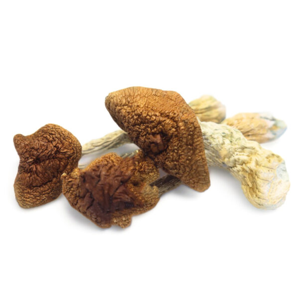 Where can I Order Golden Teacher Magic Mushroom Online Canada?
