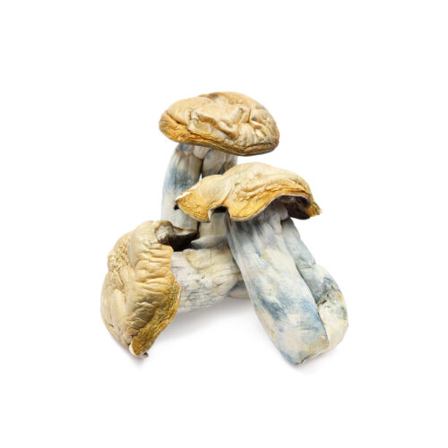 Where can I Order Hillbilly Magic Mushrooms Online Canada?