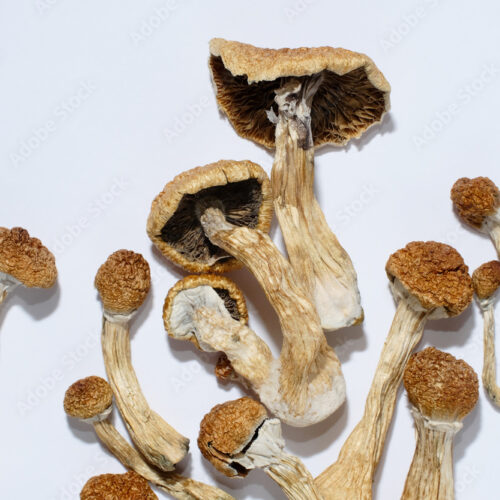 Where can I Order Laughing Gym Mushroom Online Canada?