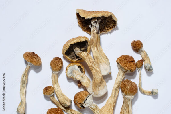 Where can I Order Laughing Gym Mushroom Online Canada?