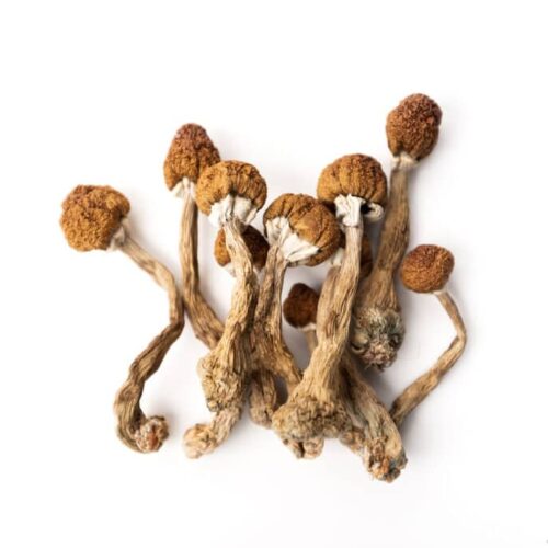 Where can I Order Psilocybe azurescens Magic Mushroom Online Canada?