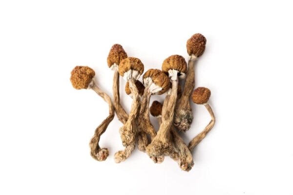 Psilocybe azurescens Magic Mushroom Online Europe Where can I Order Psilocybe azurescens Magic Mushroom Online Canada?