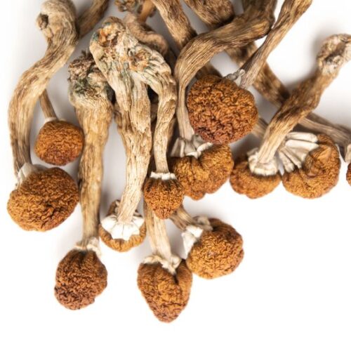 Where Can I Order Psilocybe Mexicana Magic Mushroom Online Canada