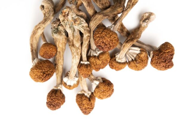 Where Can I Order Psilocybe Mexicana Magic Mushroom Online Canada