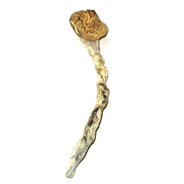 Where can I Order Psilocybe stametsii Magic Mushroom Online Canada
