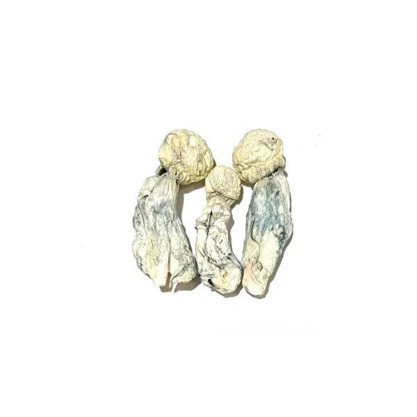 Where Can I Buy Tidal Wave Magic Mushrooms Online Canada?