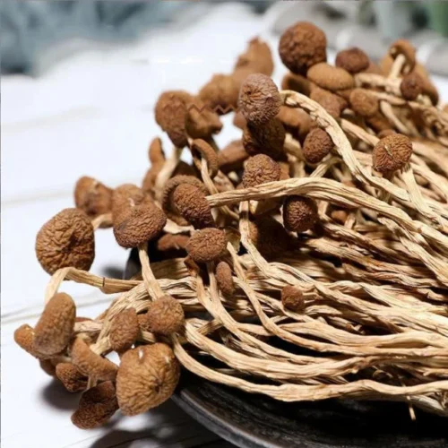 Order Psilocybe Liberty Magic Mushrooms Online Canada