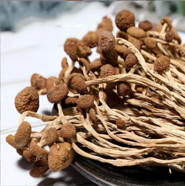 Order Psilocybe Liberty Magic Mushrooms Online Canada