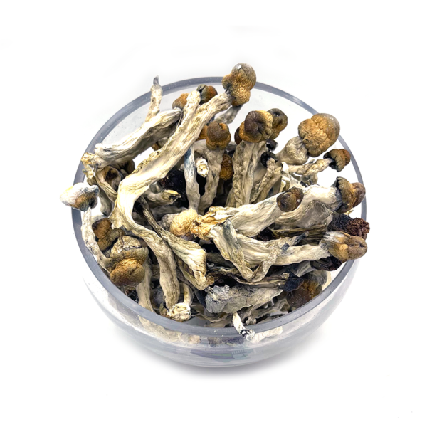 Where Can I Order Dried Penis Envy Psilocybin Mushroom Canada?